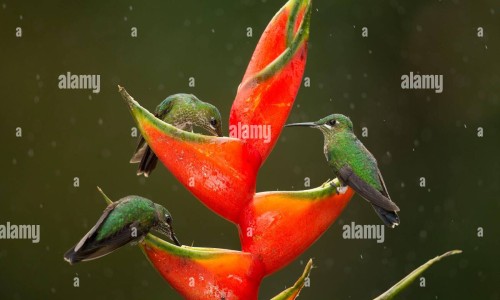 食用蜂蜜雪梨的功效作用有什么？